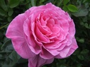 Grande-Duchesse Maria Teresa ® (Pot 4L)