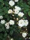 Katharina Zeimet (Pot 4L)