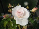 Maria Mathilda ® (Pot 4L)
