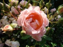 Maria Teresa ® (Pot 4L)