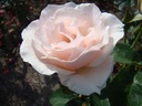 Marie-Louise Velge (Pot 4L)