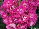 Mme. Norbert Levavasseur (Pot 4L)
