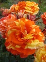 Oranges and Lemons (Pot 4L)