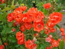 Paul Crampel (Pot 4L)