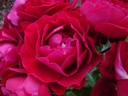 Red Abundance ® (Pot 4L)