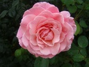 Tickled Pink ® (Pot 4L)
