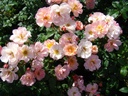 Trianon (Pot 4L)