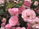 Mevrouw Nathalie Nypels (Pot 4L)