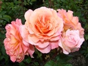 Augusta Luise ® (Pot 4L)