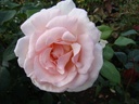 A Whiter Shade of Pale ® (Pot 4L)
