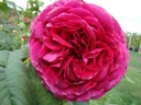 Johann Wolfgang von Goethe ® (Pot 4L)