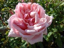 Triomphe du Luxembourg (Pot 4L)