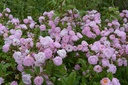 Mieke Vanlommel (Pot 5L)