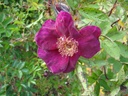 Basye's Purple Rose (Pot 1.3L)