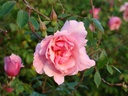 Lijang Rose (Pot 4L)