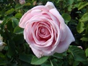 Frederic Mistral ® (Pot 4L)