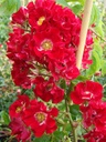 Rambling Rosie (Pot 5L)