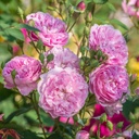 Harlow Carr ® (Pot 4L)