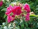 F.J. Grootendorst (Pot 4L)
