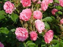 Pink Grootendorst (Pot 4L)