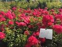 Heidetraum ® (Pot 4L)