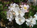 Maid Marion (Pot 4L)
