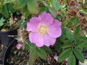 R. amblyotis (Pot 5L)