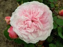 Olivia Rose Austin ® (Pot 1.3L)