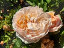 The Lady Gardener ® (Pot 1.3L)