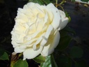 Crème de la crème (Pot 5L)