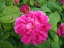 Désirée Parmentier (Pot 4L)