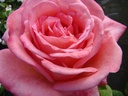 Lily de Gerlache (Pot 4L)