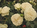 Macmillan Nurse (Pot 4L)