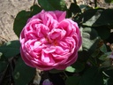 Rose de l'Alhambra (Pot 4L)