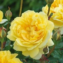 The Poet's Wife ® (Pot 1.3L)
