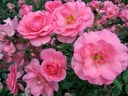 Chatsworth ® (Pot 4L)