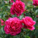 Sir John Betjeman ® (Pot 4L)