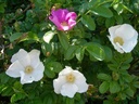 R. rugosa (Pot 4L)