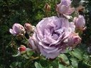 Novalis ® (Pot 4L)