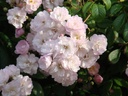 Guirlande Rose ® (Pot 5L)