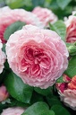 James Galway ® (Pot 5L)