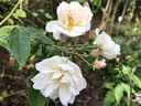 R. moschata 'Autumnalis' (Pot 5L)
