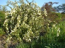 R. pimpinellifolia 'Albert Edwards' (Pot 5L)