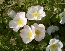 R. pimpinellifolia 'Robbie Burns' (Pot 1.3L)