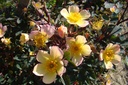 R. glauca 'Yellow' (Pot 1.3L)