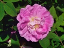 R. blanda 'Betty Bland' (Pot 5L)