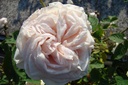 Belle de Terre Franche (Pot 4L)