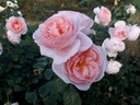 Caroline's Heart ® (Pot 1.3L)