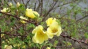 R. hugonis 'Springtime' (x) (Pot 5L)