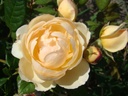 Wollerton Old Hall ® (Pot 5L)